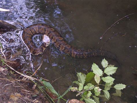 do water moccasins attack in groups|water moccasin snake poisonous.